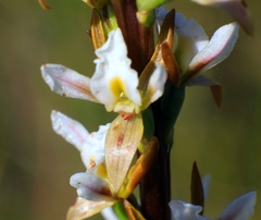Prasophyllum spicatum
