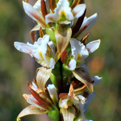 Prasophyllum spicatum