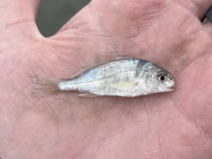 Leiostomus xanthurus
