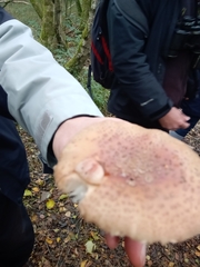 Amanita rubescens