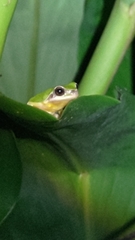 Hyla chinensis