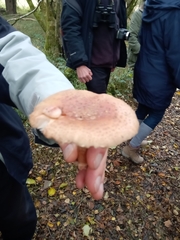 Amanita rubescens