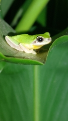 Hyla chinensis