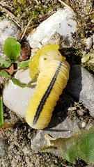 Cimbicidae