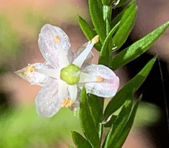 Rhytidosporum