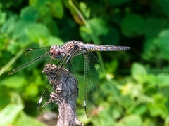 Palpopleura deceptor
