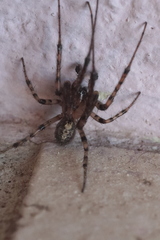 Zygiella x-notata