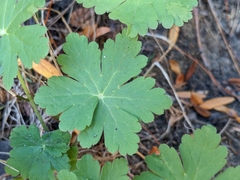 Geranium macrorrhizum