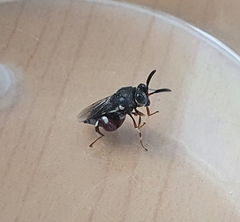 Brachymeria podagrica