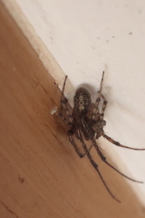 Zygiella x-notata