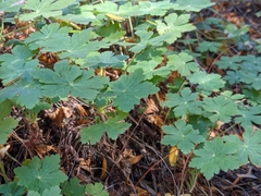 Geranium macrorrhizum