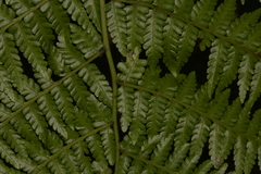 Diplazium melanochlamys