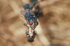 Chrysomya chloropyga