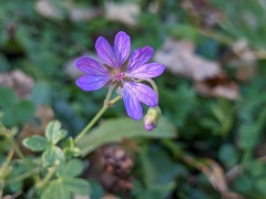 Geranium