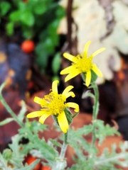 Senecio viscosus