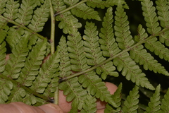 Diplazium melanochlamys