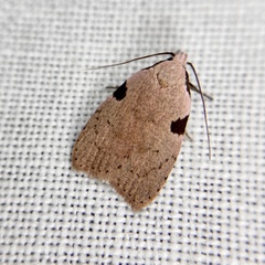 Zonopetala quadripustulella