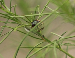 Leptinotarsa lineolata