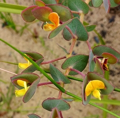 Rafnia acuminata