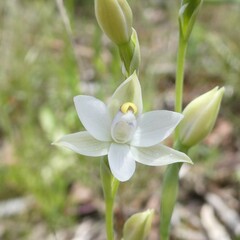 Thelymitra albiflora