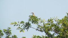 Lophoceros nasutus