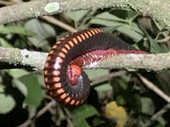 Aphistogoniulus cowani