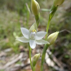 Thelymitra albiflora