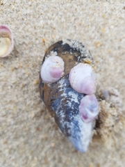 Crepipatella dilatata