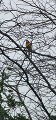 Platycercus eximius