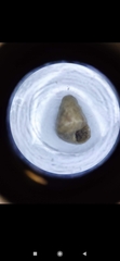 Cochlicella
