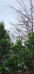 Platycercus eximius