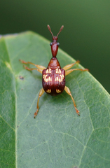 Attelabidae