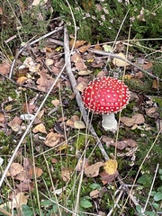 Amanita muscaria