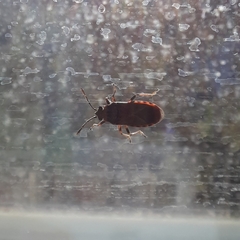 Arocatus melanocephalus