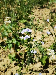 Linum usitatissimum