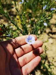 Linum usitatissimum