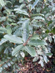 Elaeagnus