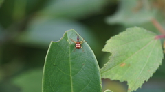 Attelabidae