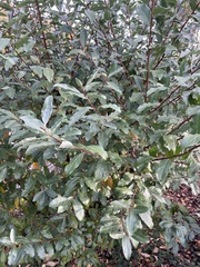 Elaeagnus