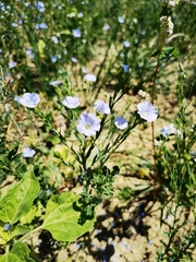 Linum usitatissimum