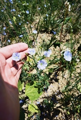 Linum usitatissimum