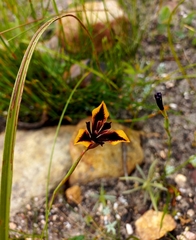 Moraea lurida