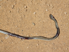 Psammophis notostictus