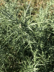 Ulex europaeus