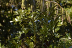 Microsorum pustulatum howense