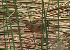 Rallus tenuirostris