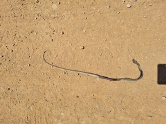 Psammophis notostictus