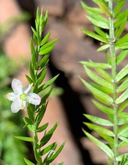 Rhytidosporum