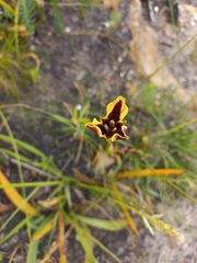 Moraea lurida