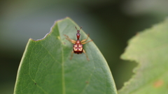 Attelabidae